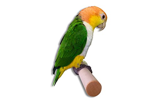 Vogelgaleria® Robuste Sitzstange aus Hartholz für große Nymphensittiche und Papageien. Selbst gedrechselt (10-13cm) von Vogelgaleria