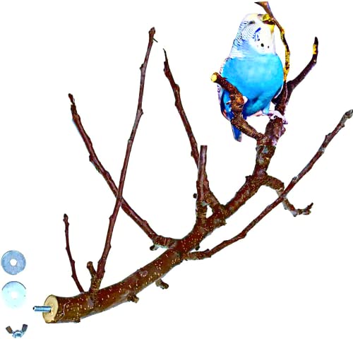 Vogelgaleria® Aufregend VERZWEIGTE Obst Sitzstange für Vögel wie Wellensittich & Nymphensittich | Die Natur Sitzstangen sind im Vogelkäfig ideal für die Krallenabnutzung und Schnabelwetzen von Vogelgaleria