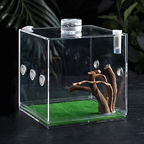 Mini-Terrarium, Reptilien-Aufzuchtbox, Transparenter Acryl-Reptilienkäfig, Lebensraum, Insekten-Futterbox, Kletter-Haustier-Beobachtungsbox Mit Mini-Lampe, Kletterwurzel Für Eidechse, Skorpion, Go von Volu