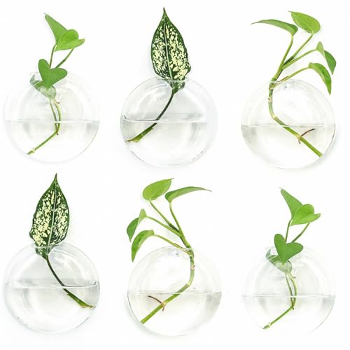 Vumdua Wandbehang Pflanzgefäße Glas Pflanzgefäße Hängende Glas-Terrarium, Glas-Pflanzgefäße, perfekt für die Vermehrung von Hydrokulturpflanzen, Haus, Garten, Hochzeitsdekoration, 6er-Set Vumdua Wandbehang Pflanzgefäße Glas Pflanzgefäße Hängende Glas-Terrarium, Glas-Pflanzgefäße, perfekt für die Vermehrung von Hydrokulturpflanzen, Haus, Garten, Hochzeitsdekoration, 6er-Set von Vumdua