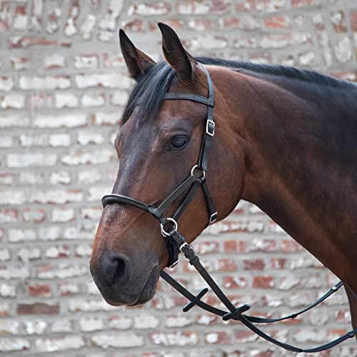 LINDA TELLINGTON JONES Lindel Warmblut, schwarz LINDA TELLINGTON JONES Lindel Warmblut, schwarz von WALDHAUSEN