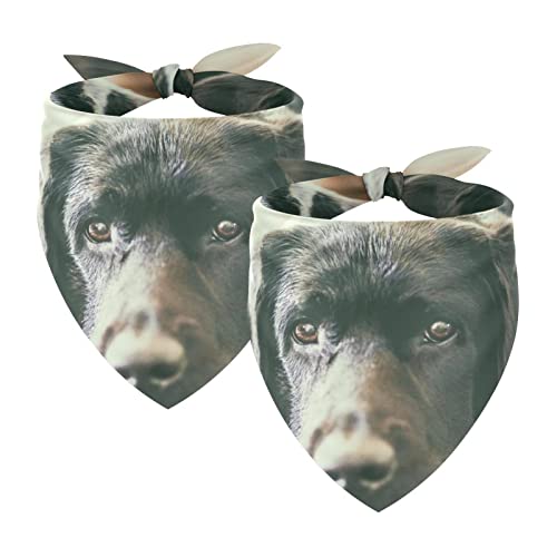 2 Stück Hundehalstücher Mädchen Junge Haustier Lätzchen Hundeschal für kleine mittelgroße große Hunde Welpen Katze Tier Schwarz Niedlich Labrador Hund Maulkorb Stare 2 Stück Hundehalstücher Mädchen Junge Haustier Lätzchen Hundeschal für kleine mittelgroße große Hunde Welpen Katze Tier Schwarz Niedlich Labrador Hund Maulkorb Stare von WALLDOR