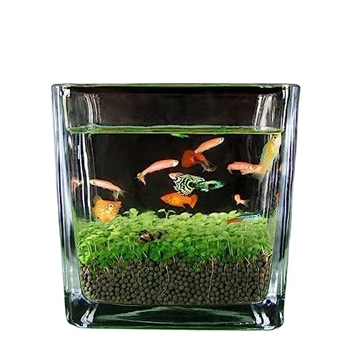 Aquarium Aquarium verdicktes Glas transparentes Aquarium Wasserpflanzensamen Mikrolandschaftsornamente Home Desktop Wasserpflanzenschlamm Ökologischer Tank Fischglas (Size : M) von WAOCEO
