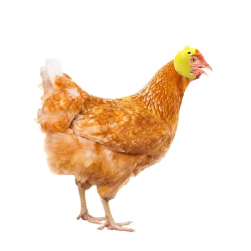 WEKADRIN 3 STÜCKE Teiliges Lustige Haustier Hühnerhelme Kreativer Schutzhelm für Huhn Ente Papagei Robuste Kopfbedeckung mit Witzigen Motiven für Geflügel und Vögel von WEKADRIN