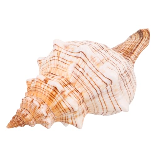 WEKADRIN Natürliche Meeresschnecke Fischglas-Dekoration Küsten Ornament für Aquarium und Strandparty Vielseitig als Tischdeko und Bastelmaterial von WEKADRIN