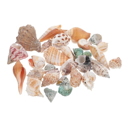 WEKAMOS 1 Satz Muschel Garnieren Dekorationen Aquarium Landschaftsbau Aquarium Dekorativ Schmückt Aquarium Muschelverzierung Aquarienverzierung Couch-Ornamente Natürliche Muschel WEKAMOS 1 Satz Muschel Garnieren Dekorationen Aquarium Landschaftsbau Aquarium Dekorativ Schmückt Aquarium Muschelverzierung Aquarienverzierung Couch-Ornamente Natürliche Muschel von WEKAMOS
