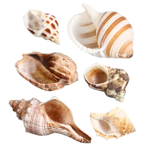 WEKAMOS 6 Stück Muschel-einsiedlerkrebs-Schale Muscheln Zur Dekoration Krabbendekor Dekorationen Zubehör Nautilus-Schale Muschelschale Tank Einsiedlerkrebsschalen Groß Kaurimuscheln Hülse von WEKAMOS
