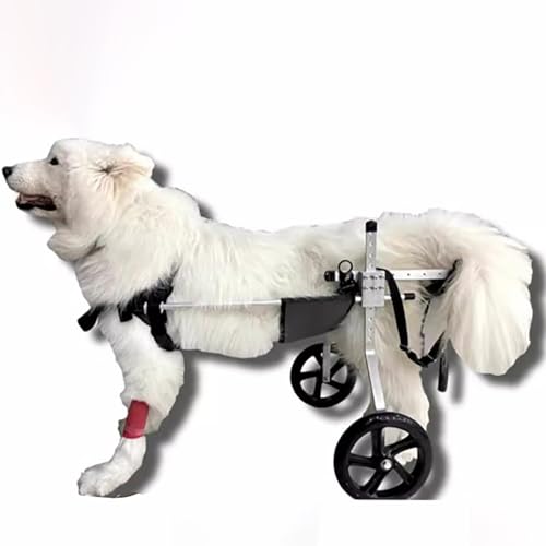 WEKONUMEX Verstellbarer Rollstuhl für Haustiere, Einstellbare Aluminium Legierung Hund Rollstuhl for Zurück Beine 2-Rad Mobilität Hilfe Mehrere Größen(M) von WEKONUMEX