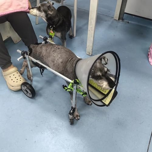WEKONUMEX Verstellbarer Rollstuhl für Haustiere, Hunderollstuhl, verstellbar, Aluminium, 4 Räder, Mobilitätshilfe for kleine, mittelgroße und große Hunde, Katzen, mehrere Größen(L Wide) von WEKONUMEX