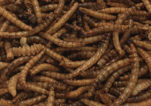 1 kg Mehlwürmer - Proteinsnack - schonend getrocknet von WFW wasserflora