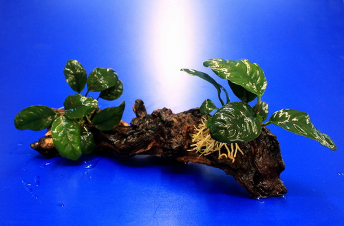 2 x Kaffeeblättriges Speerblatt auf schöner Mopani-Wurzel / Anubias coffeefolia von WFW wasserflora