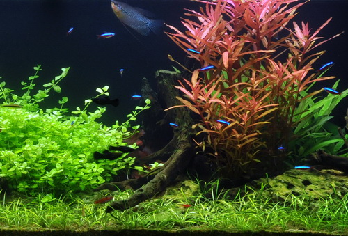 5 Töpfe und 5 Bunde, Wasserpflanzen-Set für ein 100 Liter Aquarium von WFW wasserflora