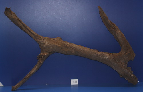 6XL Mangroven-Wurzel 103x64x21 Unikat - Traumwurzel #1441 von WFW wasserflora