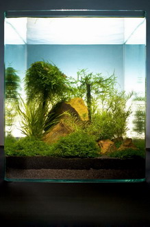 Bamboo Cube 30 Liter - Pflanzenlandschaft für einen 30 Liter Nano Cube von WFW wasserflora