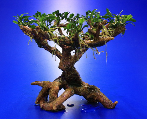 Bepflanzter Drachenbaum / Bonsaibaum mit Anubias Pangolino *** Rarität *** von WFW wasserflora