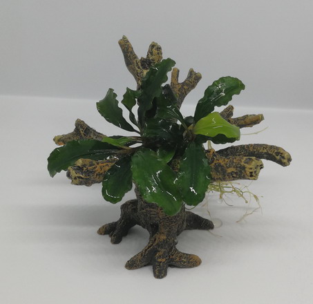 Bucephalandra -Bäumchen mit Baumkrone / Urwaldbaum NANO mit Bucephalandra von WFW wasserflora