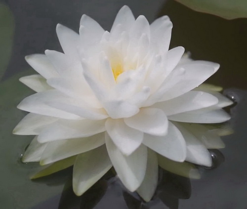 Gefüllte weiße Seerose / Nymphaea Perry's Double White" *Rarität*" von WFW wasserflora