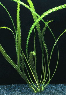 Gewelltblättrige Madagaskar-Wasserähre / Aponogeton longiplumulosus von WFW wasserflora