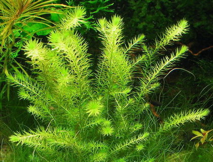 Grünes Mooskraut / Mayaca fluviatilis von WFW wasserflora