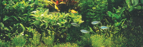 Holland-Aquarium - Pflanzenlandschaft für ein 160-200 Liter Aquarium von WFW wasserflora
