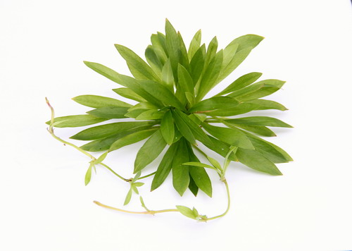 In-Vitro Bolivianische Schwertpflanze / Helanthium bolivianum (Echinodorus bolivianus) von WFW wasserflora
