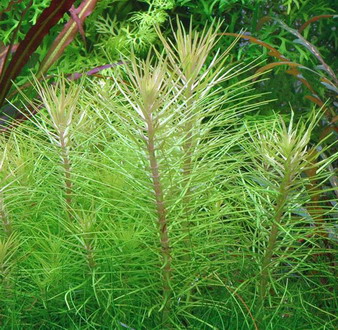 In-Vitro Indische Sternpflanze / Pogostemon erectus von WFW wasserflora