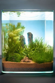 In-Vitro Moos Cube 20 Liter - Pflanzenlandschaft für einen 20 Liter Nano Cube von WFW wasserflora