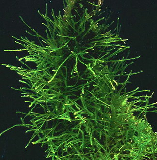 Javamoos als Matte 80 x 50 mm / Versicularia Dubyana, Moos von WFW wasserflora