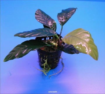 Kaffeeblättriges Speerblatt / Anubias coffeefolia von WFW wasserflora
