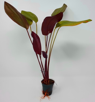 Kirschrote Schwertpflanze / Echinodorus aflame von WFW wasserflora
