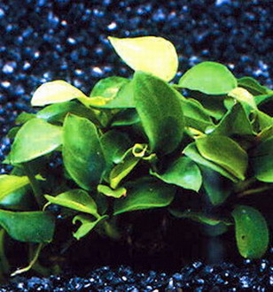 Kleinstes Zwergspeerblatt / Anubias 'Petite' oder 'Bonsai' von WFW wasserflora