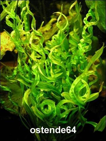 Korkenzieher Schwertpflanze / Echinodorus vesuvius *Rarität* von WFW wasserflora