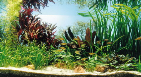Kupfer Salmler - Pflanzenlandschaft für ein 160-200 Liter Aquarium von WFW wasserflora