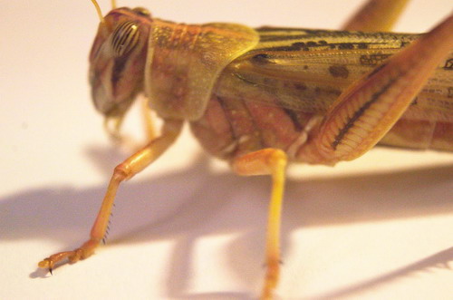 Lebende Wüstenheuschrecken klein - ca. 15 Stück von WFW wasserflora
