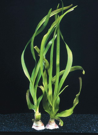 MUTTERPFLANZE Thailändische Wasserlilie / Crinum thaianum von WFW wasserflora