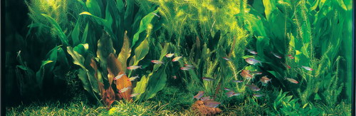 Rio Xingu - Pflanzenlandschaft für ein 160-200 Liter Aquarium von WFW wasserflora