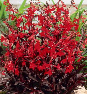 Rote Wasserlobelie / Lobelia fulgens Queen Victoria im 9x9 cm Topf von WFW wasserflora