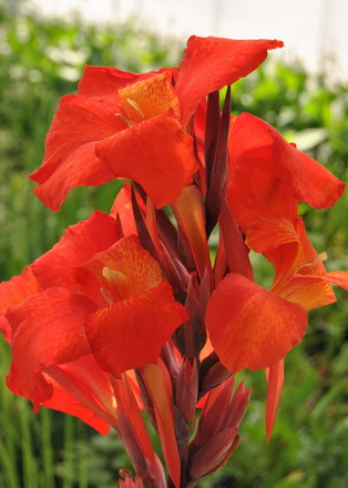Rotes indisches Blumenrohr / Canna indica Endeavour im 11x11 cm Topf von WFW wasserflora