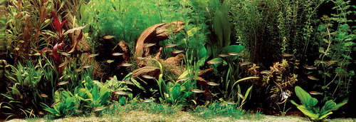 Rotmäulchen-Bucht - Pflanzenlandschaft für ein 160-200 Liter Aquarium von WFW wasserflora
