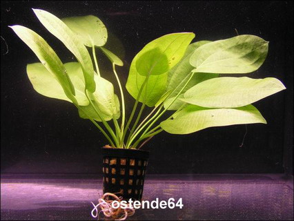 Schlüters Schwertpflanze / Echinodorus schlueteri von WFW wasserflora