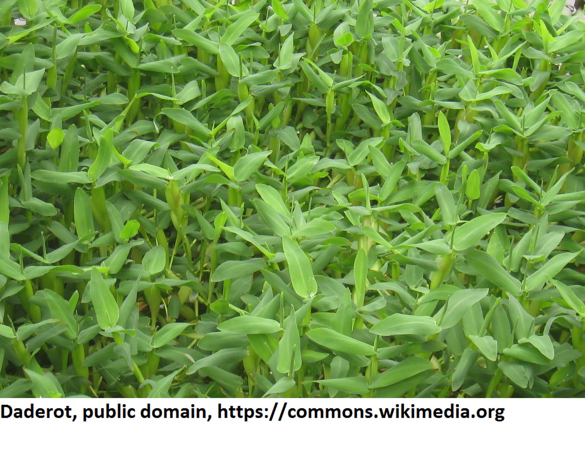 Schwimmgras - Schwimmreis / Hydroryza aristata - Schwimmpflanzen-Rarität von WFW wasserflora