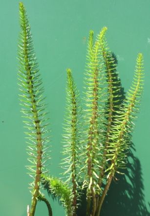 Tannenwedel / Hippuris vulgaris (Hipperus) im 9x9 cm Topf von WFW wasserflora