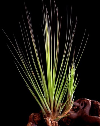 Tillandsia juncifolia von WFW wasserflora