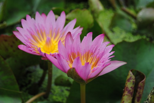 Tropische rosa Seerose / Nymphaea Queen of Siam"" von WFW wasserflora