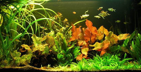 Unterwasser-Landschaft  Lotuswelt für ein 200 Liter Aquarium von WFW wasserflora