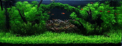 Unterwasser-Landschaft  Moosbrücke für 60 Liter Aquarium von WFW wasserflora