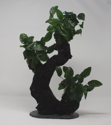 Urwaldbaum GROß Mbuna mit Anubia nana/Zwergspeerblatt ca. 40-45 cm von WFW wasserflora