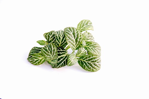 Weißbunte Mosaikpflanze / Fittonia argyroneura (Fittonia argyronauta Mini) von WFW wasserflora