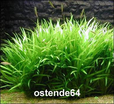 XL In-Vitro Grasartige Zwergschwertpflanze / Echinodorus latifolius von WFW wasserflora