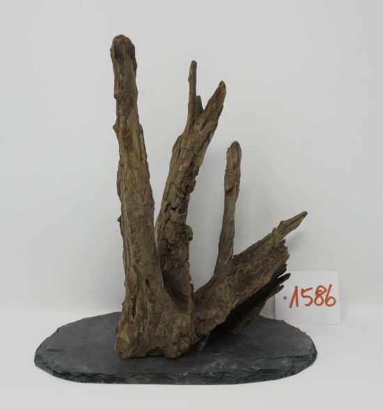 XL Scaper Wurzel 19x21x15 Traumwurzel #1586 auf Schiefer von WFW wasserflora